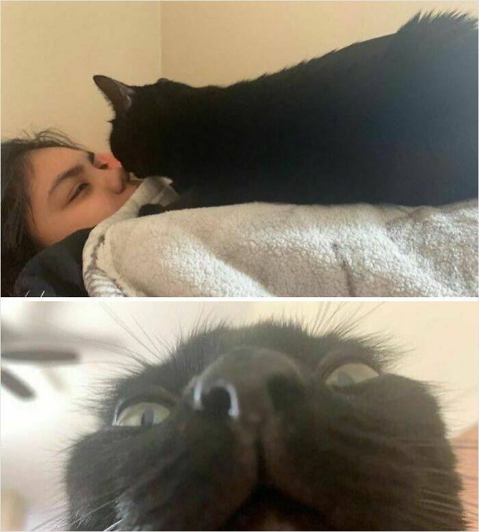 50 Cats That May Leave You Laughing So Hard You’ll Forget All Your Worries For A Minute (New Pics)