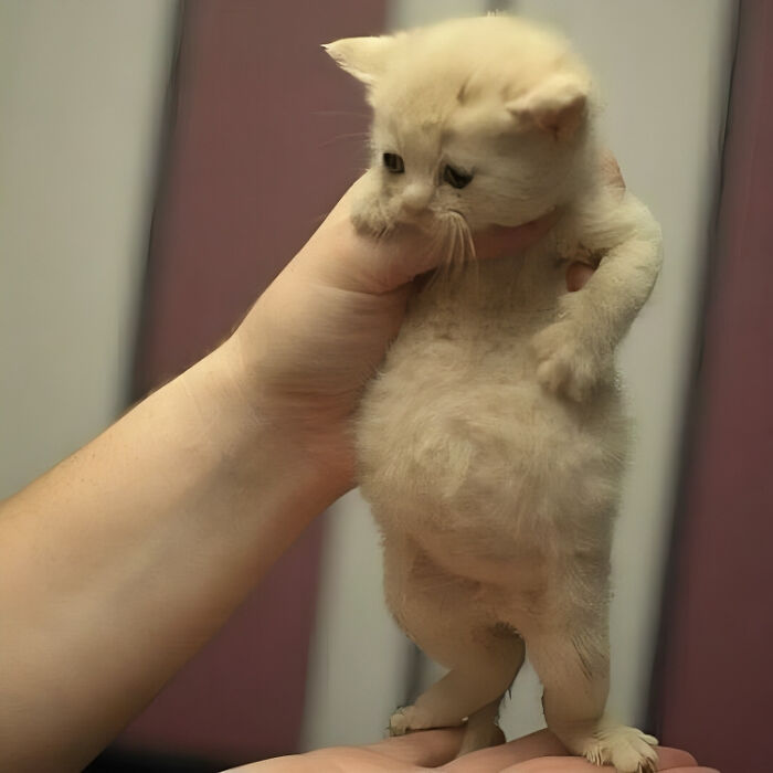 50 Cats That May Leave You Laughing So Hard You’ll Forget All Your Worries For A Minute (New Pics)