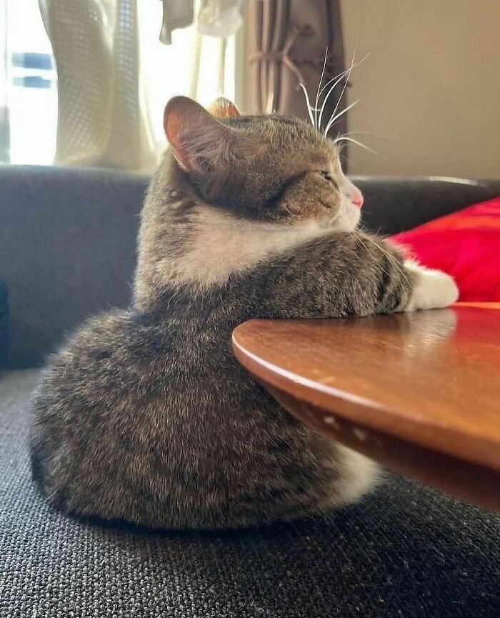 50 Cats That May Leave You Laughing So Hard You’ll Forget All Your Worries For A Minute (New Pics)
