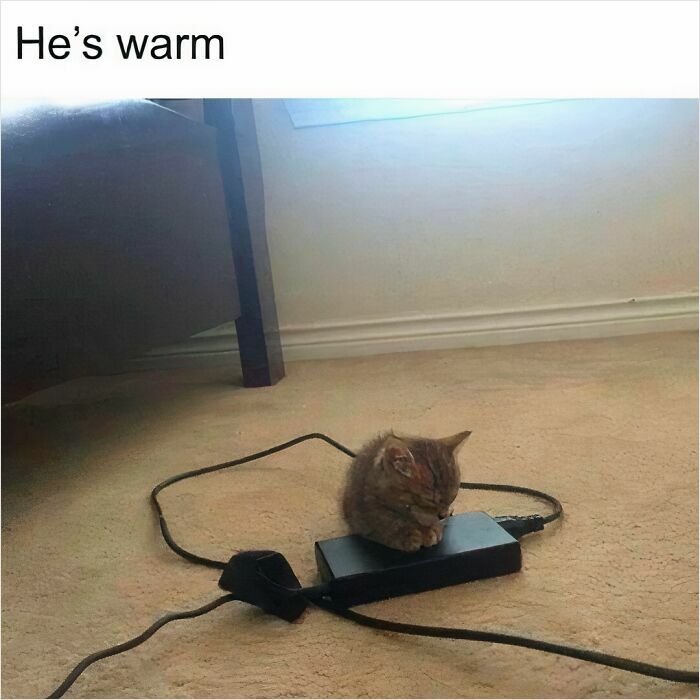 50 Cats That May Leave You Laughing So Hard You’ll Forget All Your Worries For A Minute (New Pics)