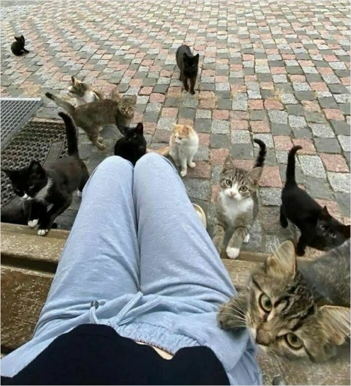 50 Cats That May Leave You Laughing So Hard You’ll Forget All Your Worries For A Minute (New Pics)