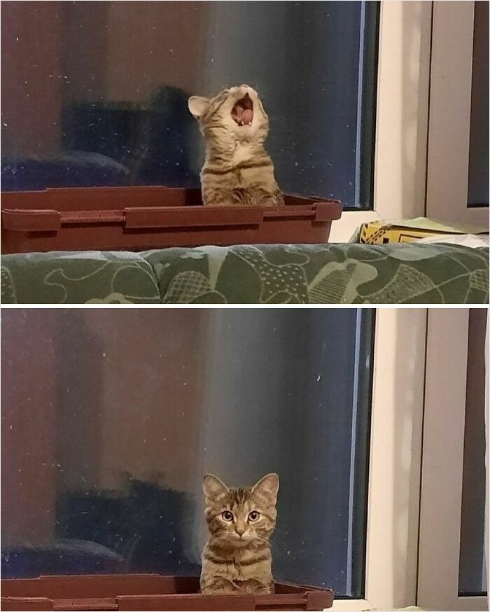 50 Cats That May Leave You Laughing So Hard You’ll Forget All Your Worries For A Minute (New Pics)