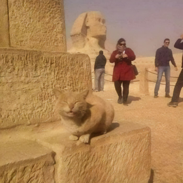 50 Cats That May Leave You Laughing So Hard You’ll Forget All Your Worries For A Minute (New Pics)
