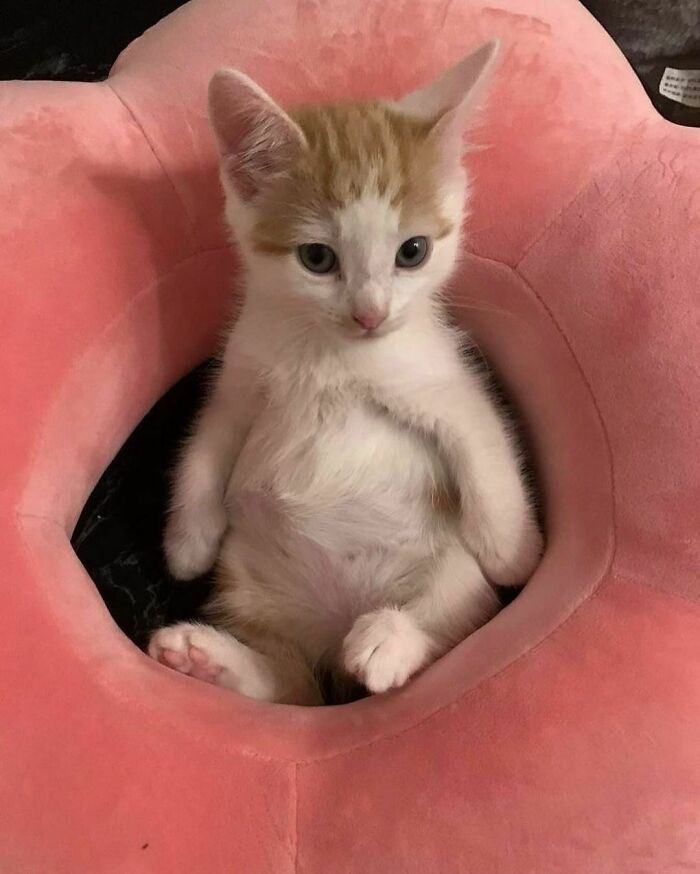 50 Cats That May Leave You Laughing So Hard You’ll Forget All Your Worries For A Minute (New Pics)