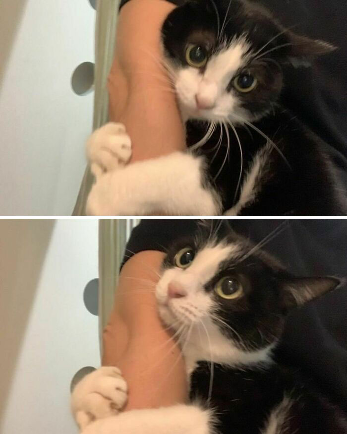 50 Cats That May Leave You Laughing So Hard You’ll Forget All Your Worries For A Minute (New Pics)