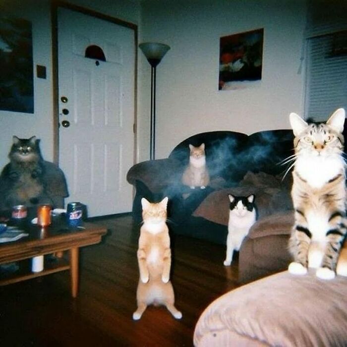 50 Cats That May Leave You Laughing So Hard You’ll Forget All Your Worries For A Minute (New Pics)