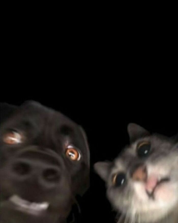 50 Cats That May Leave You Laughing So Hard You’ll Forget All Your Worries For A Minute (New Pics)