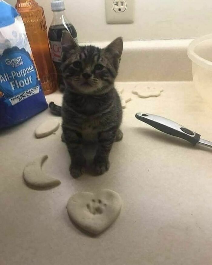 50 Cats That May Leave You Laughing So Hard You’ll Forget All Your Worries For A Minute (New Pics)