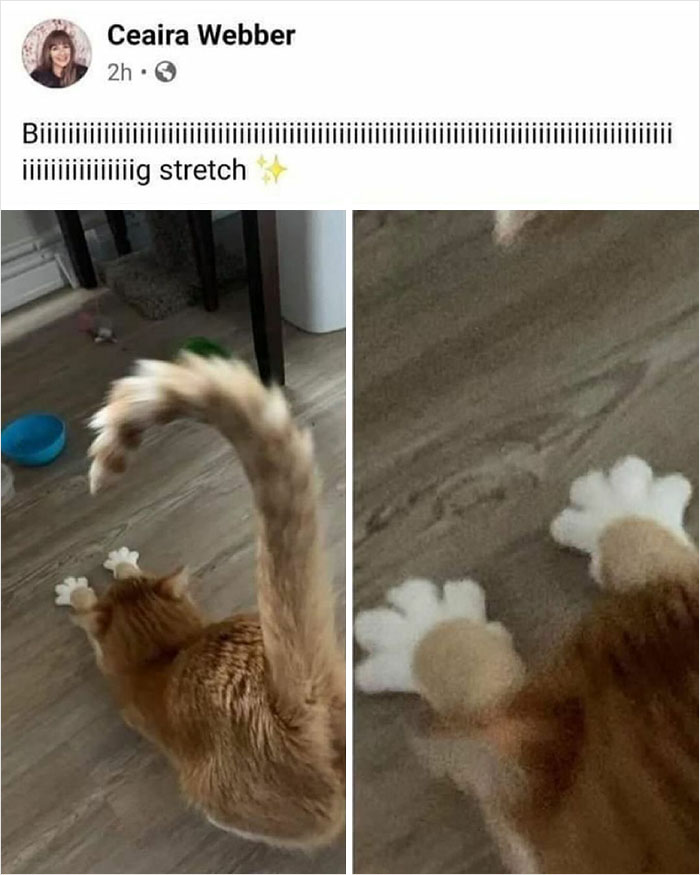 50 Cats That May Leave You Laughing So Hard You’ll Forget All Your Worries For A Minute (New Pics)