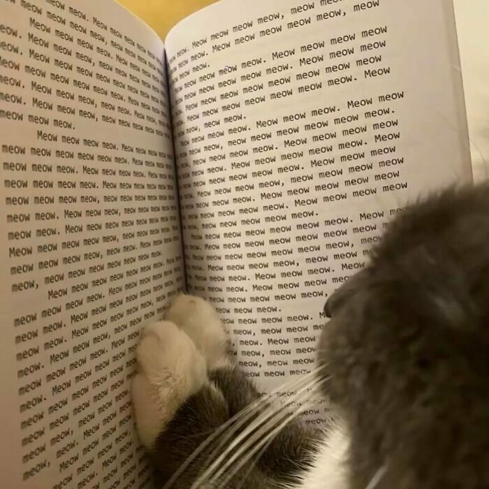 50 Cats That May Leave You Laughing So Hard You’ll Forget All Your Worries For A Minute (New Pics)