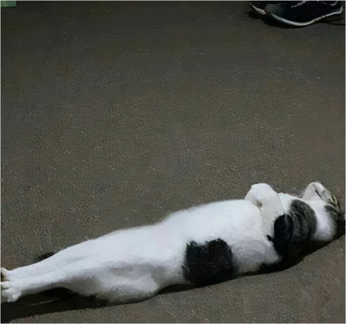 50 Cats That May Leave You Laughing So Hard You’ll Forget All Your Worries For A Minute (New Pics)