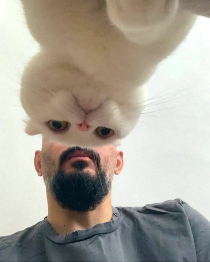 50 Cats That May Leave You Laughing So Hard You’ll Forget All Your Worries For A Minute (New Pics)