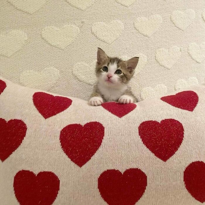 50 Cats That May Leave You Laughing So Hard You’ll Forget All Your Worries For A Minute (New Pics)