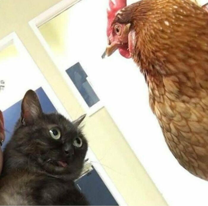 50 Cats That May Leave You Laughing So Hard You’ll Forget All Your Worries For A Minute (New Pics)