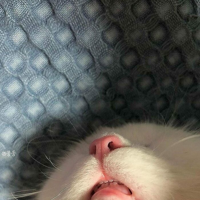 50 Cats That May Leave You Laughing So Hard You’ll Forget All Your Worries For A Minute (New Pics)
