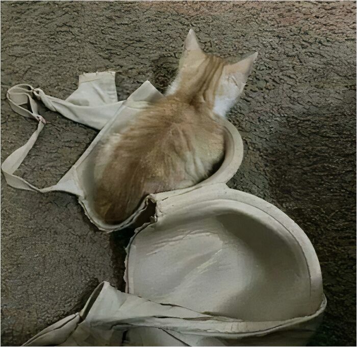 50 Cats That May Leave You Laughing So Hard You’ll Forget All Your Worries For A Minute (New Pics)
