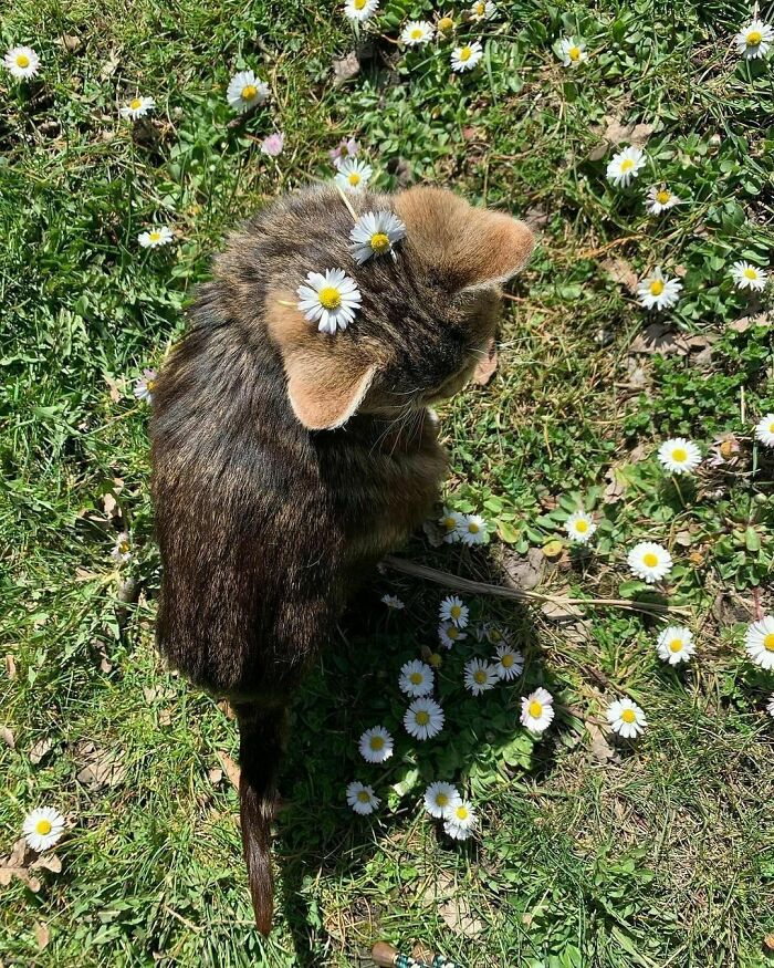 50 Cats That May Leave You Laughing So Hard You’ll Forget All Your Worries For A Minute (New Pics)