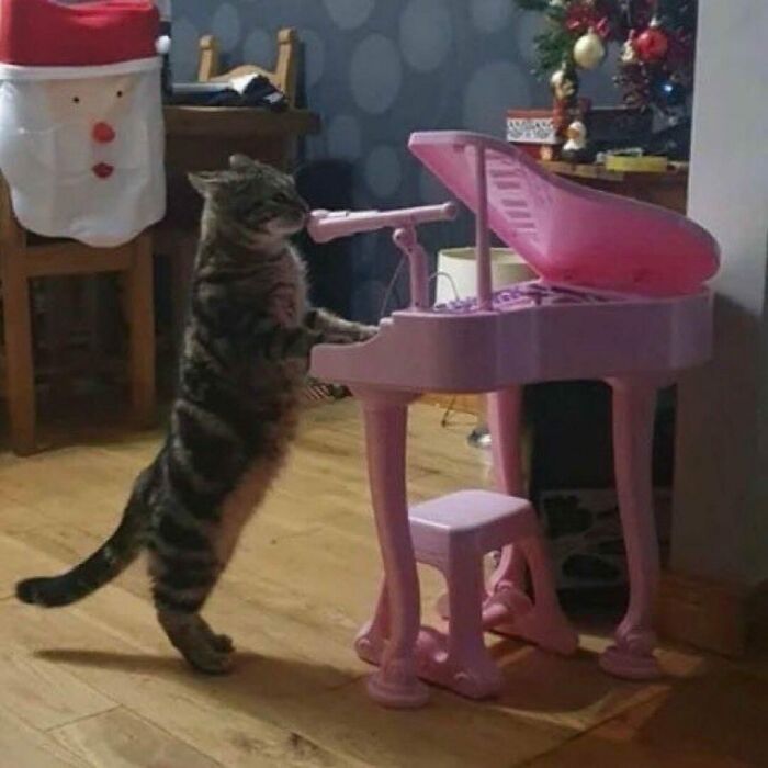 50 Cats That May Leave You Laughing So Hard You’ll Forget All Your Worries For A Minute (New Pics)