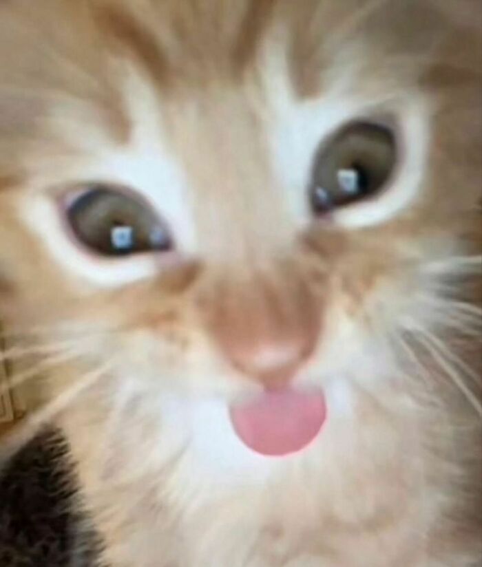 50 Cats That May Leave You Laughing So Hard You’ll Forget All Your Worries For A Minute (New Pics)