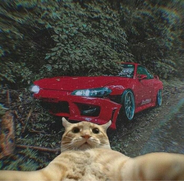 50 Cats That May Leave You Laughing So Hard You’ll Forget All Your Worries For A Minute (New Pics)
