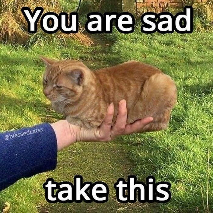 50 Cats That May Leave You Laughing So Hard You’ll Forget All Your Worries For A Minute (New Pics)