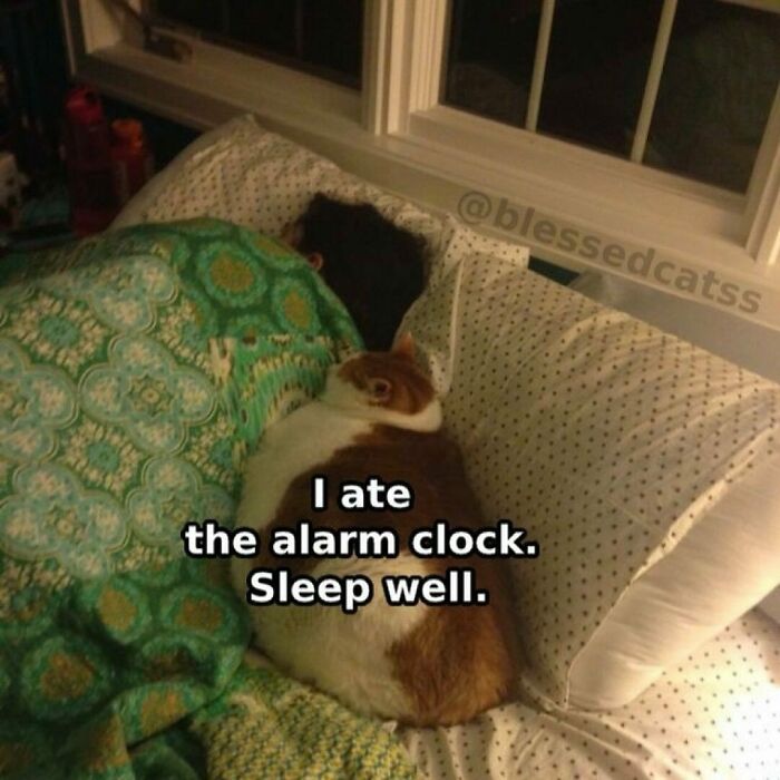 50 Cats That May Leave You Laughing So Hard You’ll Forget All Your Worries For A Minute (New Pics)