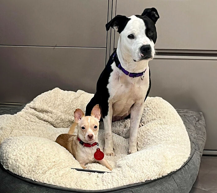 Two Completely Different Dogs Create The Most Beautiful Bond In A Shelter, And People Are Obsessed
