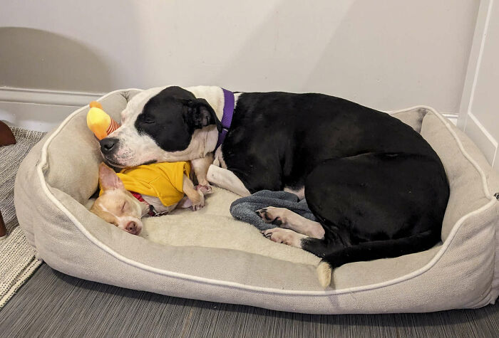 Two Completely Different Dogs Create The Most Beautiful Bond In A Shelter, And People Are Obsessed