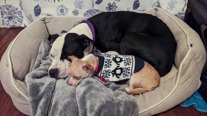 Two Completely Different Dogs Create The Most Beautiful Bond In A Shelter, And People Are Obsessed