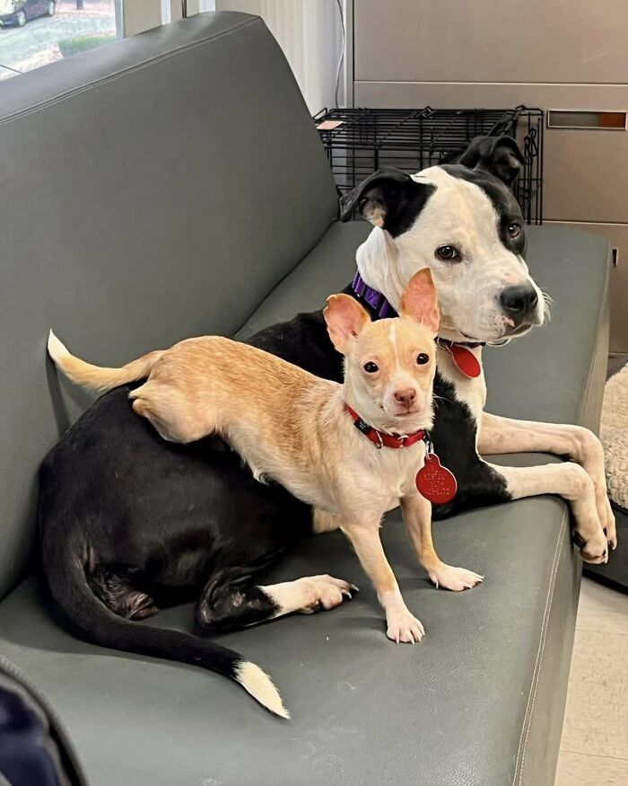 Two Completely Different Dogs Create The Most Beautiful Bond In A Shelter, And People Are Obsessed