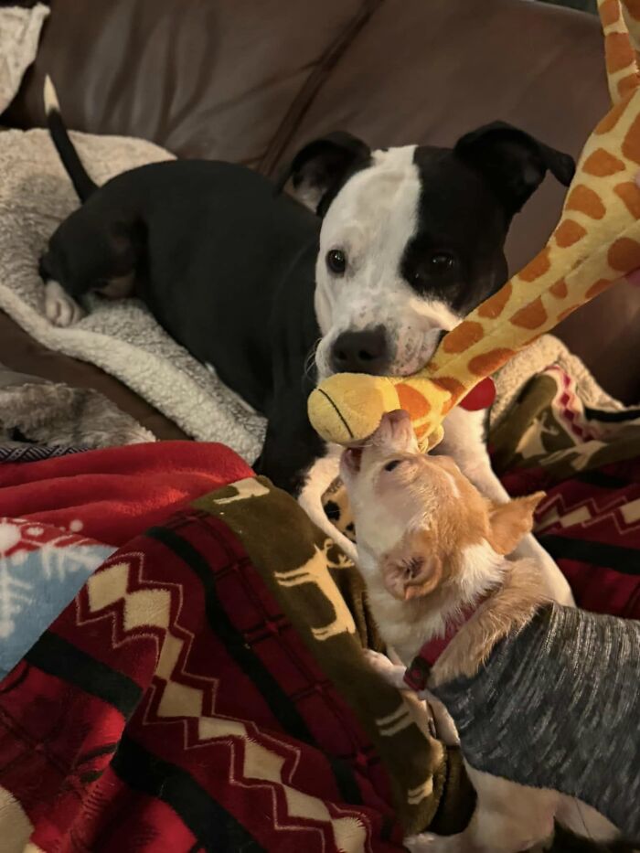 Two Completely Different Dogs Create The Most Beautiful Bond In A Shelter, And People Are Obsessed