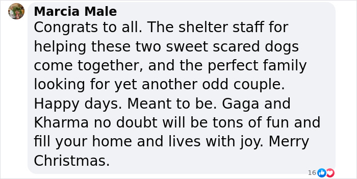 Two Completely Different Dogs Create The Most Beautiful Bond In A Shelter, And People Are Obsessed