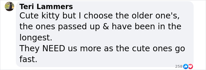 Plush-Like Curly Kittens Got Adopted In Record Time Due To Their Irresistibly Cute Appearance