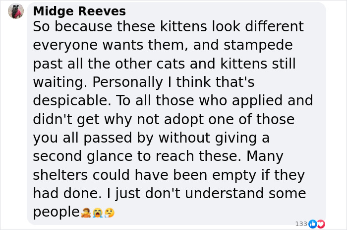 Plush-Like Curly Kittens Got Adopted In Record Time Due To Their Irresistibly Cute Appearance