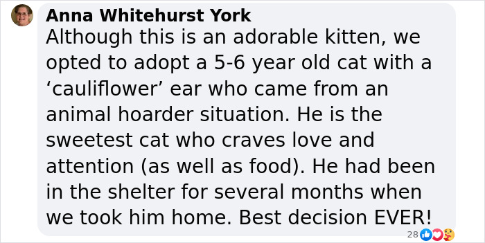 Plush-Like Curly Kittens Got Adopted In Record Time Due To Their Irresistibly Cute Appearance