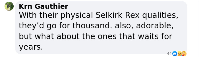 Plush-Like Curly Kittens Got Adopted In Record Time Due To Their Irresistibly Cute Appearance