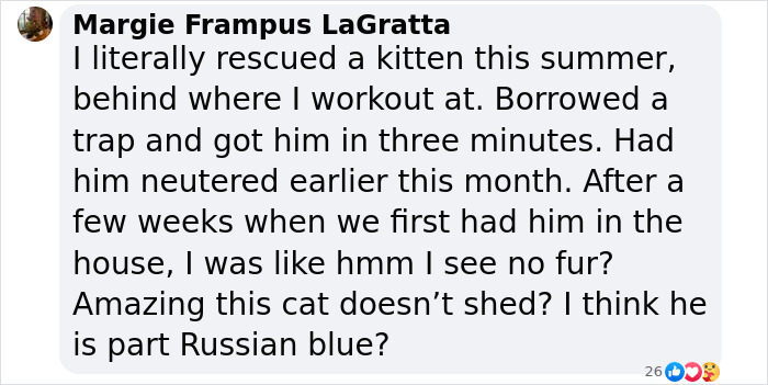 Plush-Like Curly Kittens Got Adopted In Record Time Due To Their Irresistibly Cute Appearance