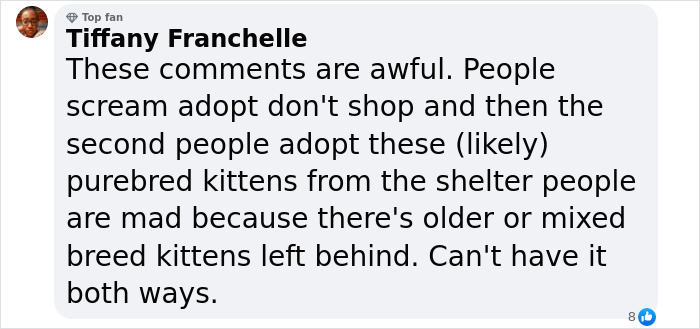 Plush-Like Curly Kittens Got Adopted In Record Time Due To Their Irresistibly Cute Appearance