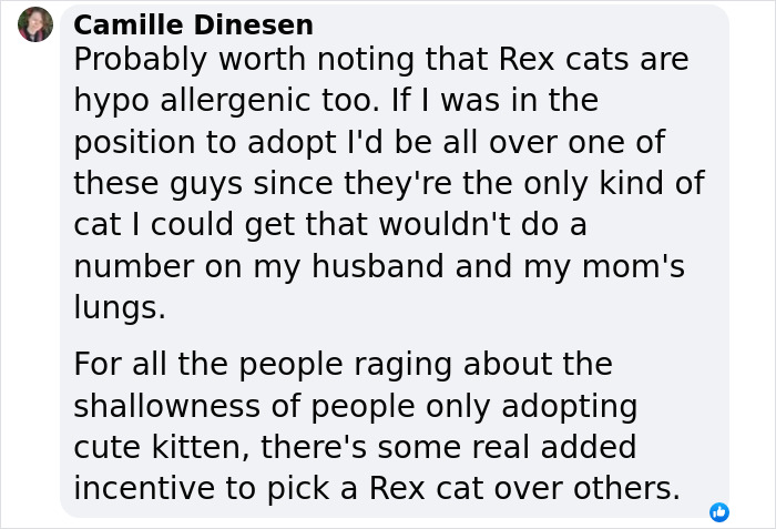 Plush-Like Curly Kittens Got Adopted In Record Time Due To Their Irresistibly Cute Appearance