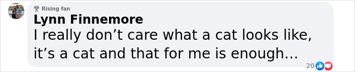 Plush-Like Curly Kittens Got Adopted In Record Time Due To Their Irresistibly Cute Appearance