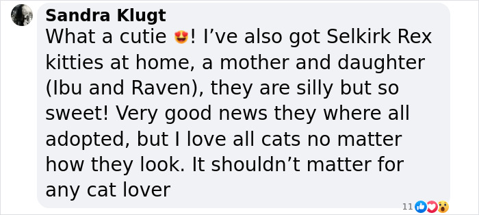 Plush-Like Curly Kittens Got Adopted In Record Time Due To Their Irresistibly Cute Appearance