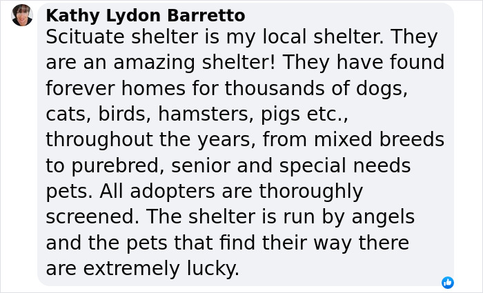 Plush-Like Curly Kittens Got Adopted In Record Time Due To Their Irresistibly Cute Appearance