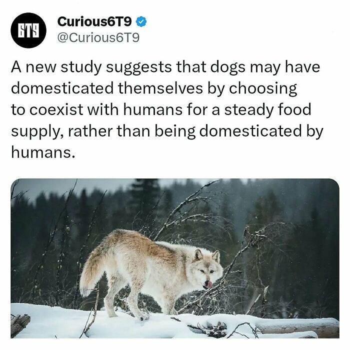 “Dogs May Have Domesticated Themselves”: 85 Interesting Facts To Give Your Brain A Fun Workout