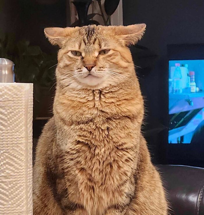 45 Adorable Cats Getting Ready For Takeoff With Their Aeroplane Ears From This Dedicated Page