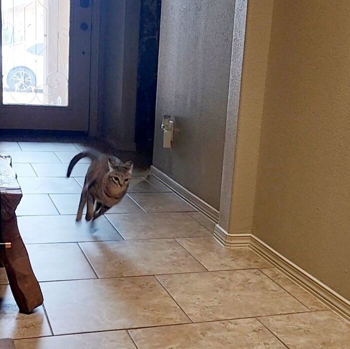 45 Adorable Cats Getting Ready For Takeoff With Their Aeroplane Ears From This Dedicated Page
