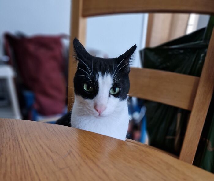 45 Adorable Cats Getting Ready For Takeoff With Their Aeroplane Ears From This Dedicated Page