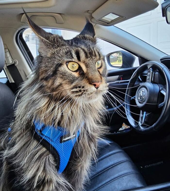 45 Adorable Cats Getting Ready For Takeoff With Their Aeroplane Ears From This Dedicated Page