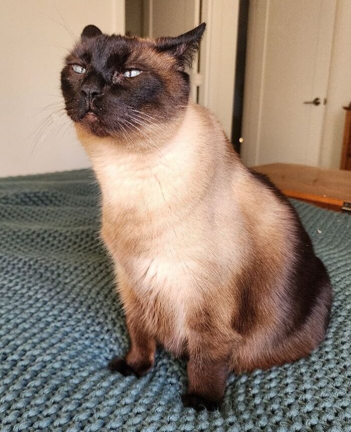 45 Adorable Cats Getting Ready For Takeoff With Their Aeroplane Ears From This Dedicated Page