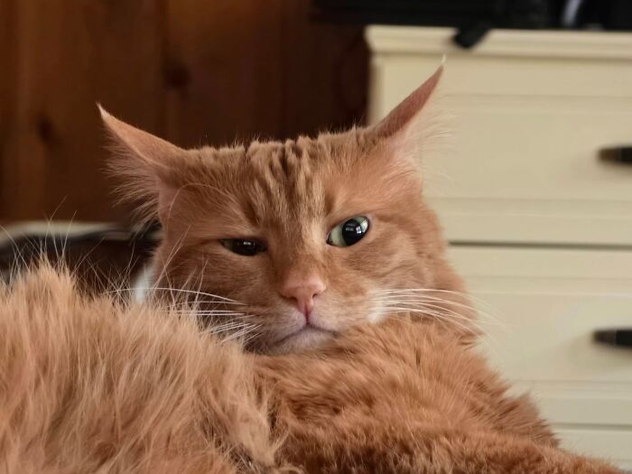 45 Adorable Cats Getting Ready For Takeoff With Their Aeroplane Ears From This Dedicated Page