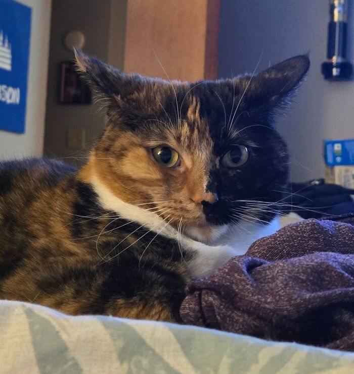 45 Adorable Cats Getting Ready For Takeoff With Their Aeroplane Ears From This Dedicated Page